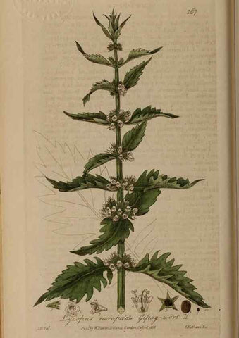 Reproducción/Reproduction 28405475593: British phaenogamous botany,. Oxford,Published by the author, sold by J.H. Parker [etc.]1834-43.