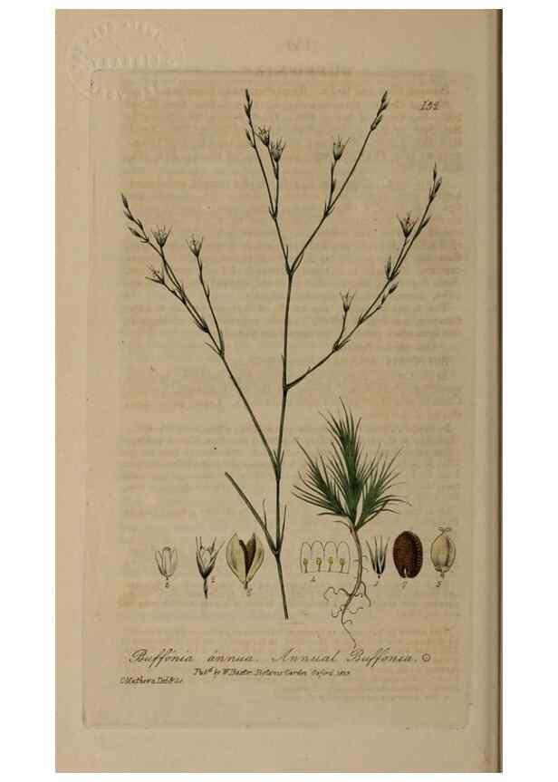 Reproducción/Reproduction 28735285380: British phaenogamous botany,. Oxford,Published by the author, sold by J.H. Parker [etc.]1834-43.