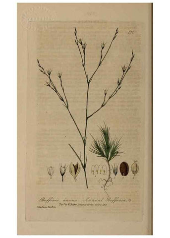 Reproducción/Reproduction 28735285380: British phaenogamous botany,. Oxford,Published by the author, sold by J.H. Parker [etc.]1834-43.