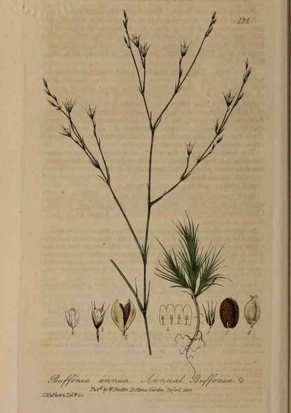 Reproducción/Reproduction 28735285380: British phaenogamous botany,. Oxford,Published by the author, sold by J.H. Parker [etc.]1834-43.