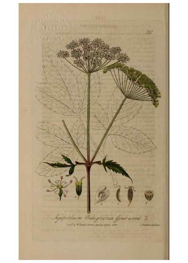 Reproducción/Reproduction 28945545141: British phaenogamous botany,. Oxford,Published by the author, sold by J.H. Parker [etc.]1834-43.