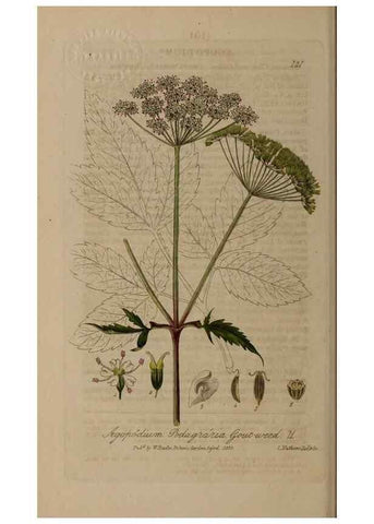 Reproducción/Reproduction 28945545141: British phaenogamous botany,. Oxford,Published by the author, sold by J.H. Parker [etc.]1834-43.