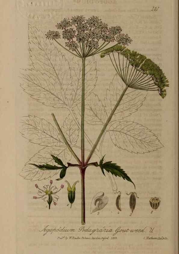 Reproducción/Reproduction 28945545141: British phaenogamous botany,. Oxford,Published by the author, sold by J.H. Parker [etc.]1834-43.