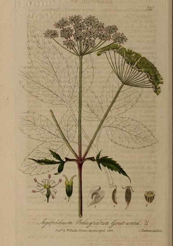 Reproducción/Reproduction 28945545141: British phaenogamous botany,. Oxford,Published by the author, sold by J.H. Parker [etc.]1834-43.