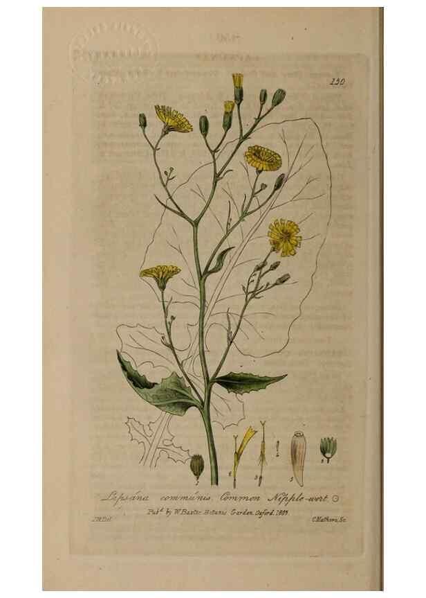 Reproducción/Reproduction 28404185203: British phaenogamous botany,. Oxford,Published by the author, sold by J.H. Parker [etc.]1834-43.