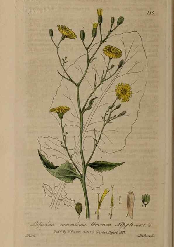 Reproducción/Reproduction 28404185203: British phaenogamous botany,. Oxford,Published by the author, sold by J.H. Parker [etc.]1834-43.