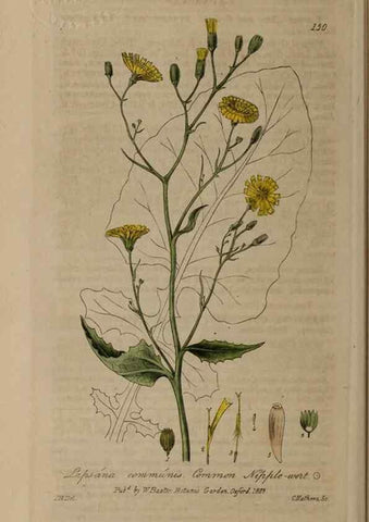 Reproducción/Reproduction 28404185203: British phaenogamous botany,. Oxford,Published by the author, sold by J.H. Parker [etc.]1834-43.