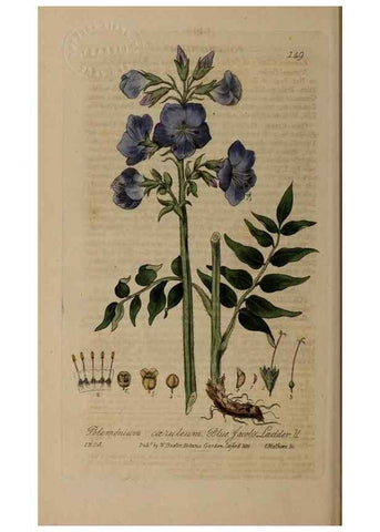 Reproducción/Reproduction 28945536791: British phaenogamous botany,. Oxford,Published by the author, sold by J.H. Parker [etc.]1834-43.