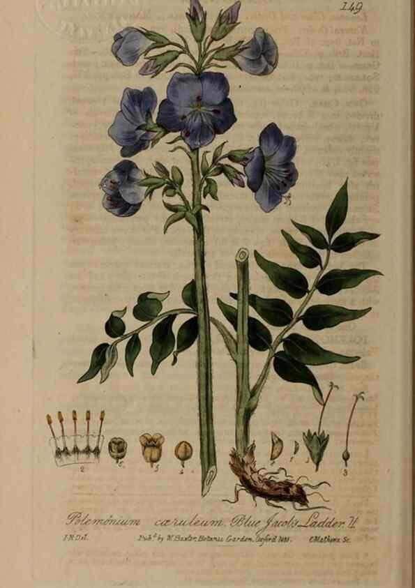 Reproducción/Reproduction 28945536791: British phaenogamous botany,. Oxford,Published by the author, sold by J.H. Parker [etc.]1834-43.