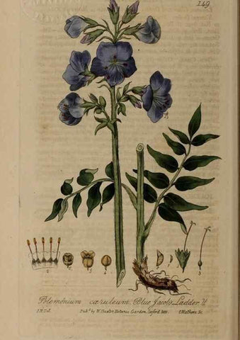 Reproducción/Reproduction 28945536791: British phaenogamous botany,. Oxford,Published by the author, sold by J.H. Parker [etc.]1834-43.