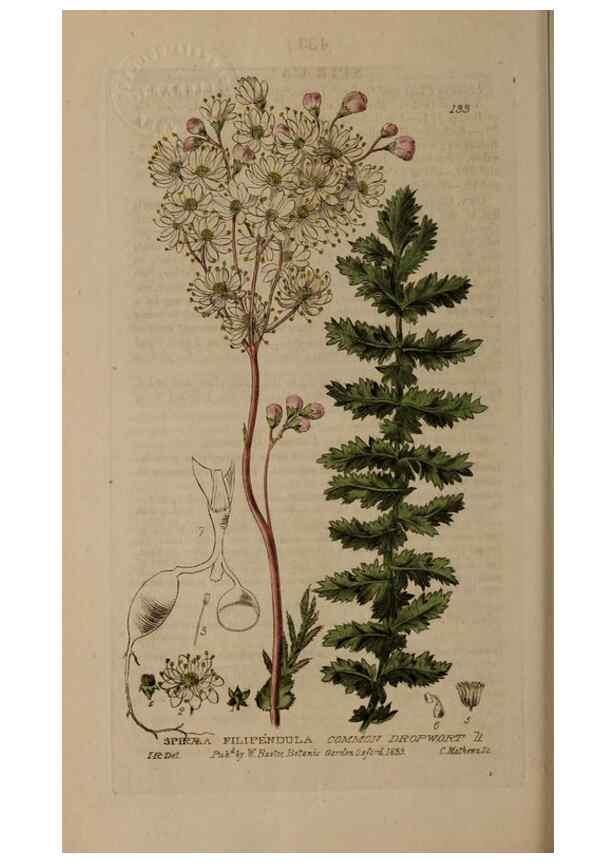 Reproducción/Reproduction 28735249500: British phaenogamous botany,. Oxford,Published by the author, sold by J.H. Parker [etc.]1834-43.