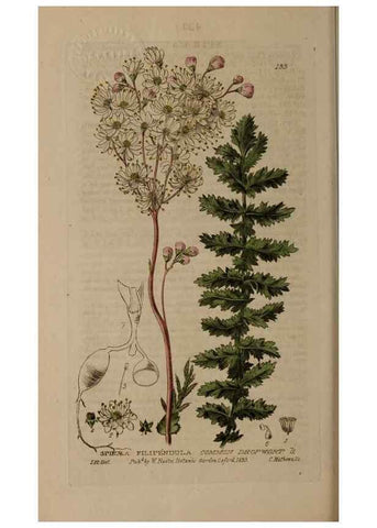 Reproducción/Reproduction 28735249500: British phaenogamous botany,. Oxford,Published by the author, sold by J.H. Parker [etc.]1834-43.