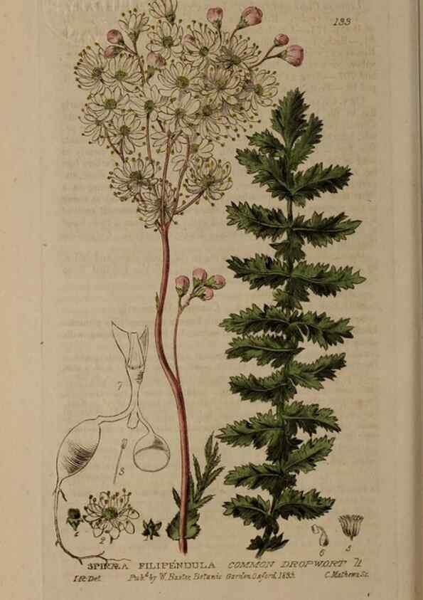 Reproducción/Reproduction 28735249500: British phaenogamous botany,. Oxford,Published by the author, sold by J.H. Parker [etc.]1834-43.