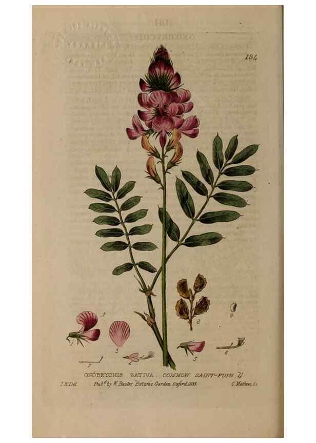 Reproducción/Reproduction 29021269235: British phaenogamous botany,. Oxford,Published by the author, sold by J.H. Parker [etc.]1834-43.