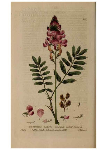 Reproducción/Reproduction 29021269235: British phaenogamous botany,. Oxford,Published by the author, sold by J.H. Parker [etc.]1834-43.