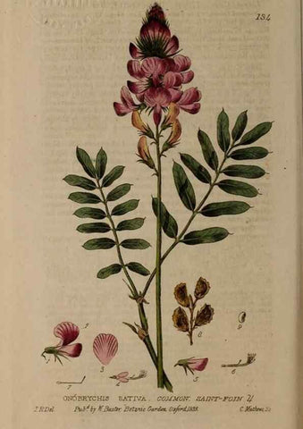 Reproducción/Reproduction 29021269235: British phaenogamous botany,. Oxford,Published by the author, sold by J.H. Parker [etc.]1834-43.