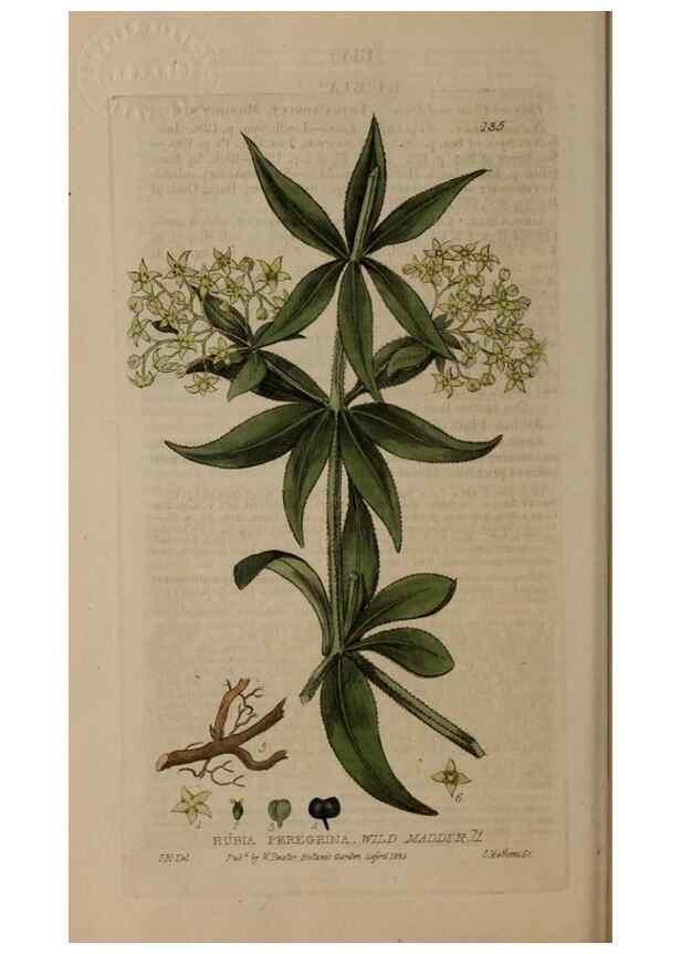 Reproducción/Reproduction 28945491041: British phaenogamous botany,. Oxford,Published by the author, sold by J.H. Parker [etc.]1834-43.