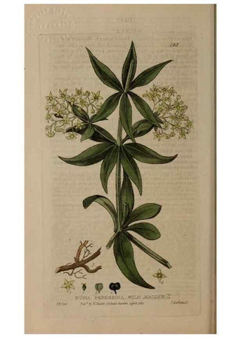 Reproducción/Reproduction 28945491041: British phaenogamous botany,. Oxford,Published by the author, sold by J.H. Parker [etc.]1834-43.