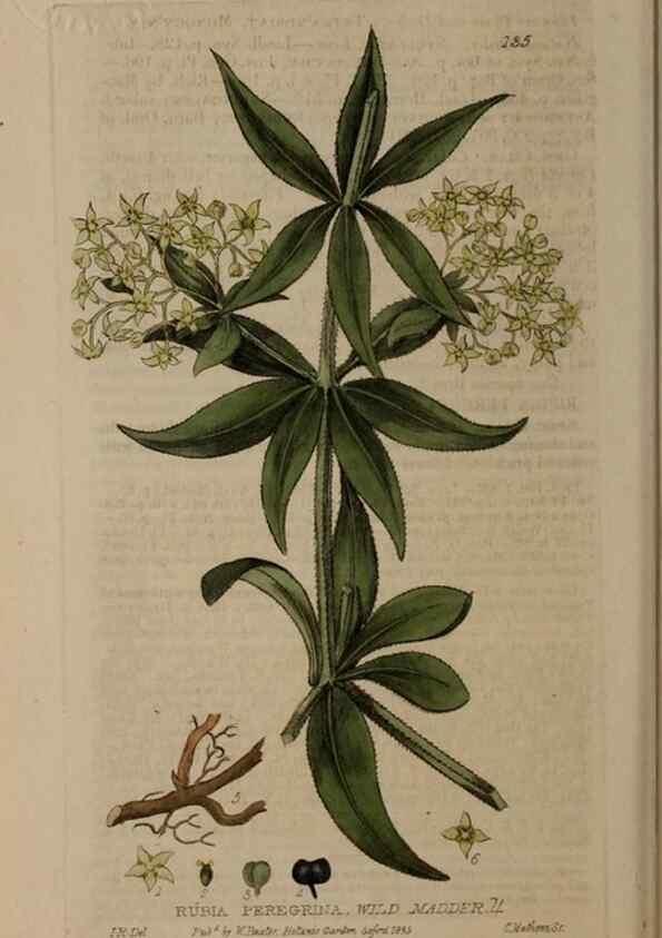 Reproducción/Reproduction 28945491041: British phaenogamous botany,. Oxford,Published by the author, sold by J.H. Parker [etc.]1834-43.