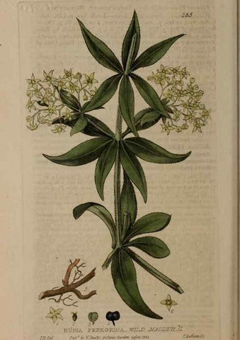 Reproducción/Reproduction 28945491041: British phaenogamous botany,. Oxford,Published by the author, sold by J.H. Parker [etc.]1834-43.