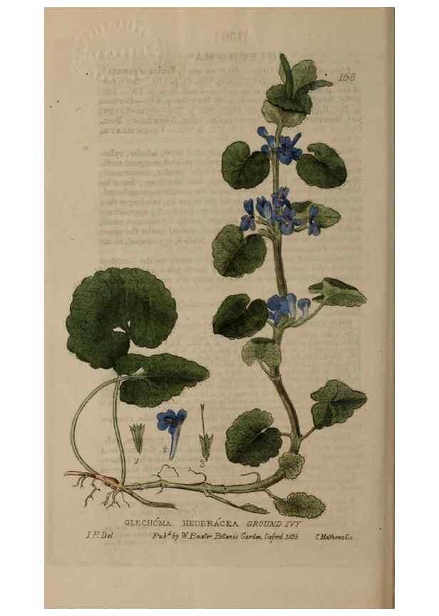 Reproducción/Reproduction 28735254410: British phaenogamous botany,. Oxford,Published by the author, sold by J.H. Parker [etc.]1834-43.
