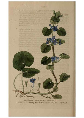 Reproducción/Reproduction 28735254410: British phaenogamous botany,. Oxford,Published by the author, sold by J.H. Parker [etc.]1834-43.