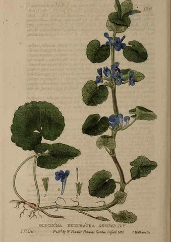 Reproducción/Reproduction 28735254410: British phaenogamous botany,. Oxford,Published by the author, sold by J.H. Parker [etc.]1834-43.