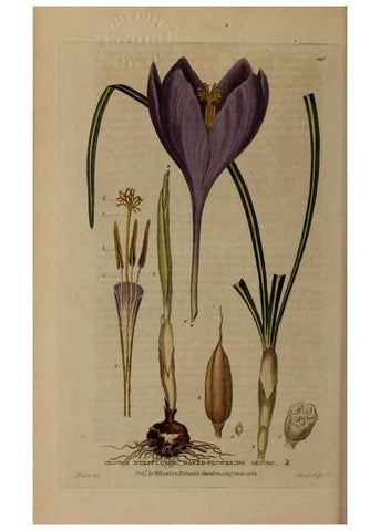 Reproducción/Reproduction 28945497361: British phaenogamous botany,. Oxford,Published by the author, sold by J.H. Parker [etc.]1834-43.