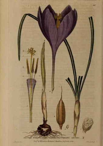 Reproducción/Reproduction 28945497361: British phaenogamous botany,. Oxford,Published by the author, sold by J.H. Parker [etc.]1834-43.