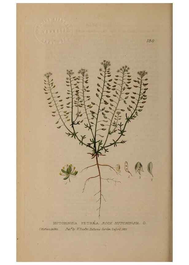 Reproducción/Reproduction 28735256790: British phaenogamous botany,. Oxford,Published by the author, sold by J.H. Parker [etc.]1834-43.