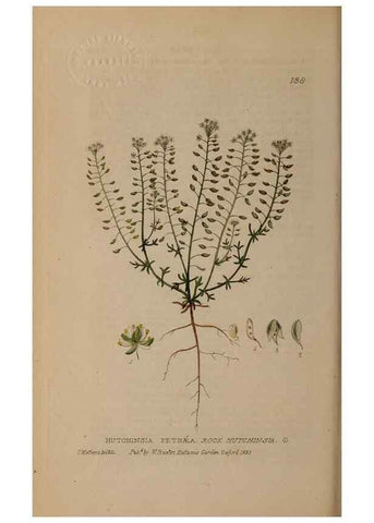 Reproducción/Reproduction 28735256790: British phaenogamous botany,. Oxford,Published by the author, sold by J.H. Parker [etc.]1834-43.