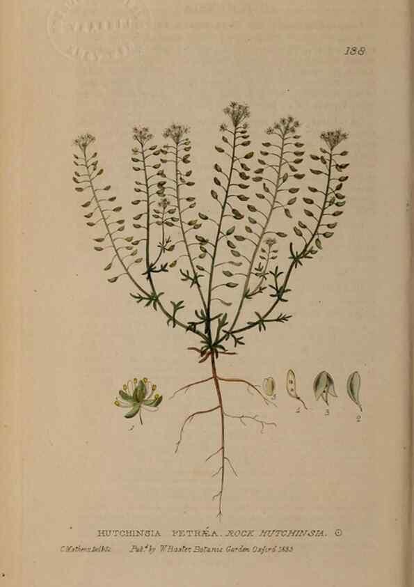 Reproducción/Reproduction 28735256790: British phaenogamous botany,. Oxford,Published by the author, sold by J.H. Parker [etc.]1834-43.
