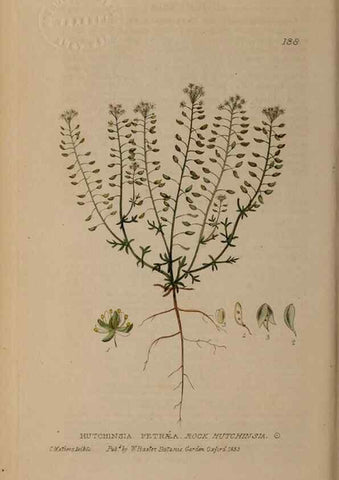 Reproducción/Reproduction 28735256790: British phaenogamous botany,. Oxford,Published by the author, sold by J.H. Parker [etc.]1834-43.