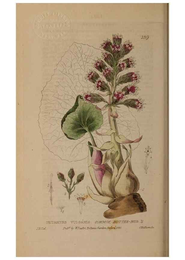 Reproducción/Reproduction 29021279115: British phaenogamous botany,. Oxford,Published by the author, sold by J.H. Parker [etc.]1834-43.