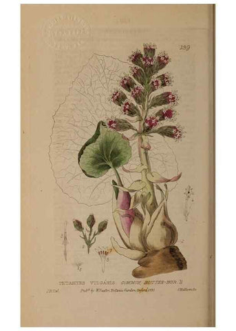 Reproducción/Reproduction 29021279115: British phaenogamous botany,. Oxford,Published by the author, sold by J.H. Parker [etc.]1834-43.