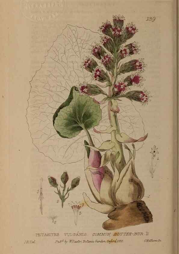Reproducción/Reproduction 29021279115: British phaenogamous botany,. Oxford,Published by the author, sold by J.H. Parker [etc.]1834-43.