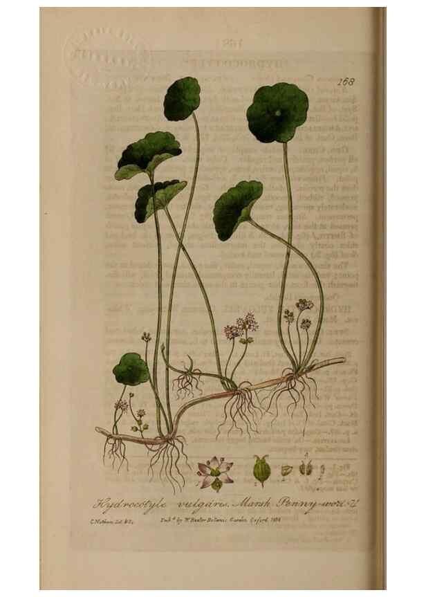 Reproducción/Reproduction 28405479663: British phaenogamous botany,. Oxford,Published by the author, sold by J.H. Parker [etc.]1834-43.