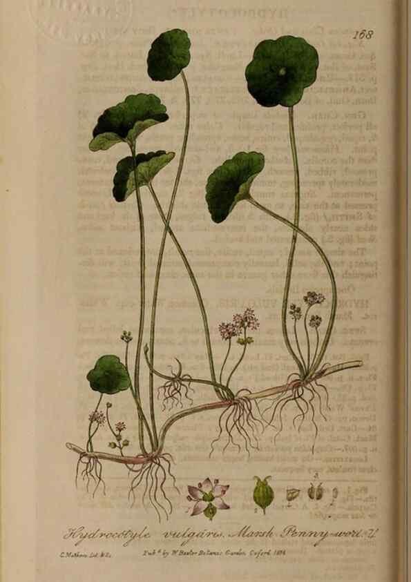 Reproducción/Reproduction 28405479663: British phaenogamous botany,. Oxford,Published by the author, sold by J.H. Parker [etc.]1834-43.