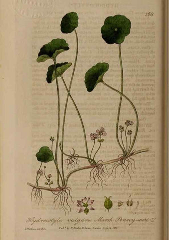 Reproducción/Reproduction 28405479663: British phaenogamous botany,. Oxford,Published by the author, sold by J.H. Parker [etc.]1834-43.