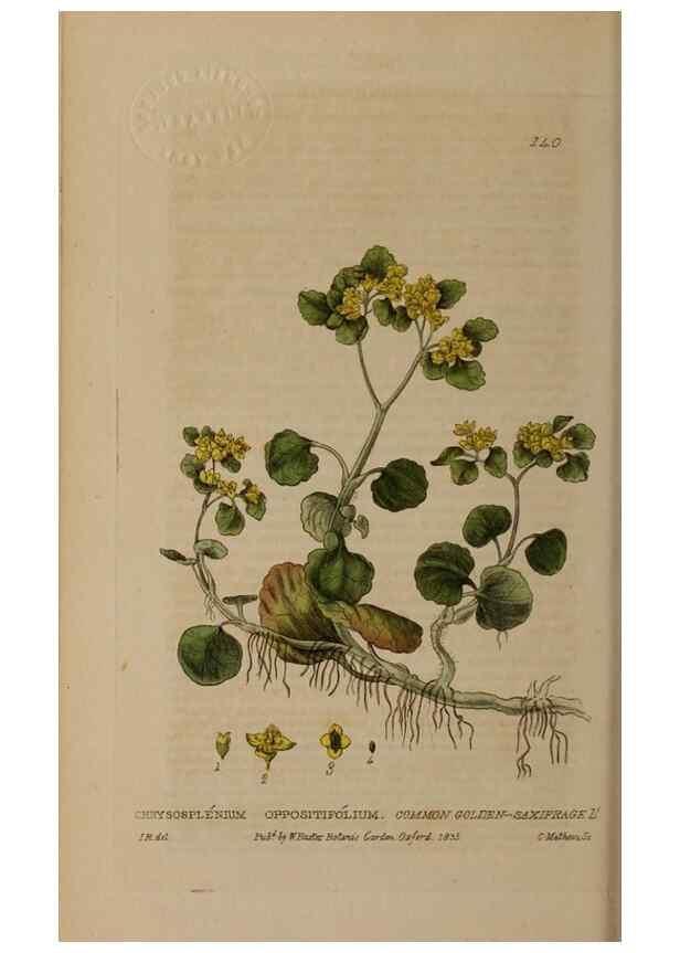 Reproducción/Reproduction 28735259820: British phaenogamous botany,. Oxford,Published by the author, sold by J.H. Parker [etc.]1834-43.