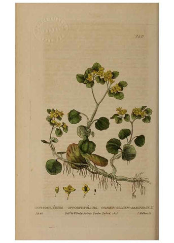 Reproducción/Reproduction 28735259820: British phaenogamous botany,. Oxford,Published by the author, sold by J.H. Parker [etc.]1834-43.