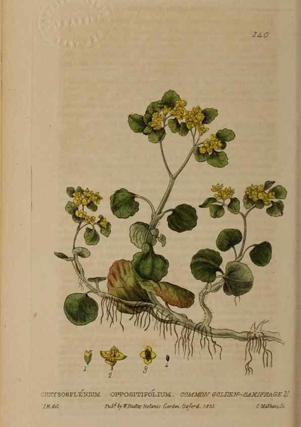 Reproducción/Reproduction 28735259820: British phaenogamous botany,. Oxford,Published by the author, sold by J.H. Parker [etc.]1834-43.