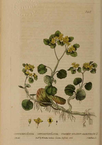 Reproducción/Reproduction 28735259820: British phaenogamous botany,. Oxford,Published by the author, sold by J.H. Parker [etc.]1834-43.