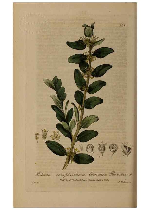 Reproducción/Reproduction 28945511601: British phaenogamous botany,. Oxford,Published by the author, sold by J.H. Parker [etc.]1834-43.