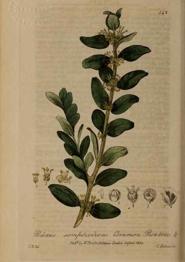 Reproducción/Reproduction 28945511601: British phaenogamous botany,. Oxford,Published by the author, sold by J.H. Parker [etc.]1834-43.