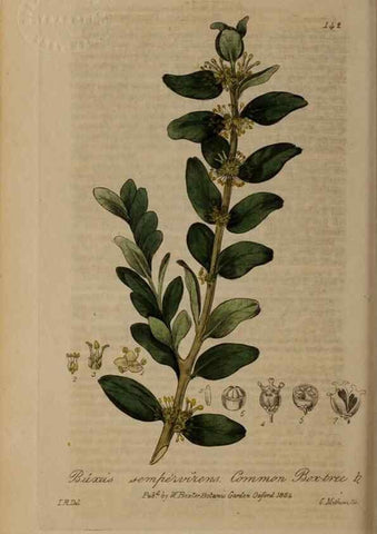 Reproducción/Reproduction 28945511601: British phaenogamous botany,. Oxford,Published by the author, sold by J.H. Parker [etc.]1834-43.