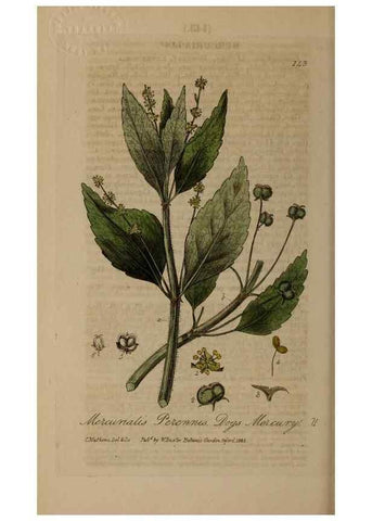 Reproducción/Reproduction 28945515081: British phaenogamous botany,. Oxford,Published by the author, sold by J.H. Parker [etc.]1834-43.