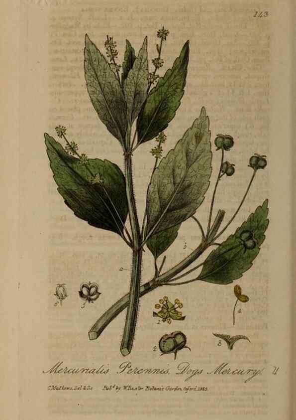 Reproducción/Reproduction 28945515081: British phaenogamous botany,. Oxford,Published by the author, sold by J.H. Parker [etc.]1834-43.