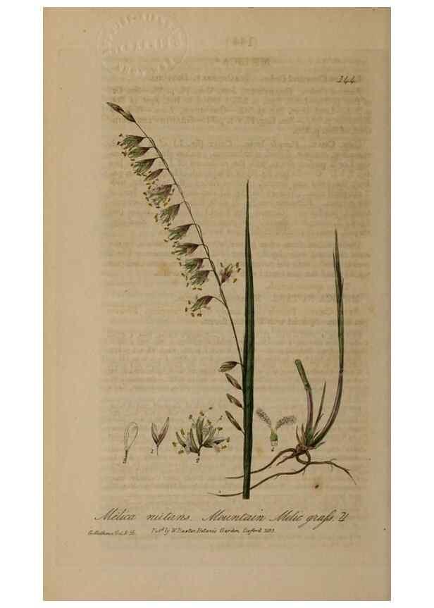 Reproducción/Reproduction 28988685326: British phaenogamous botany,. Oxford,Published by the author, sold by J.H. Parker [etc.]1834-43.