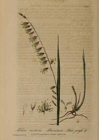 Reproducción/Reproduction 28988685326: British phaenogamous botany,. Oxford,Published by the author, sold by J.H. Parker [etc.]1834-43.